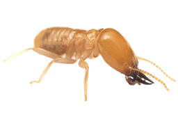 A termite-damaged piece of wood.