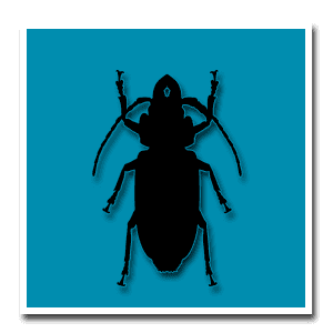 A termite-damaged piece of wood.