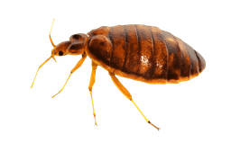 A bed bug close-up image.