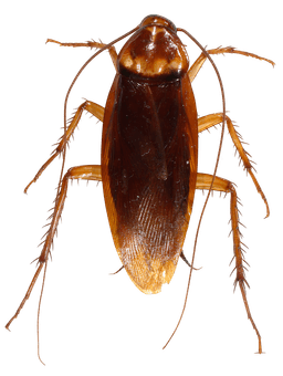 A close-up of a cockroach on a kitchen counter.